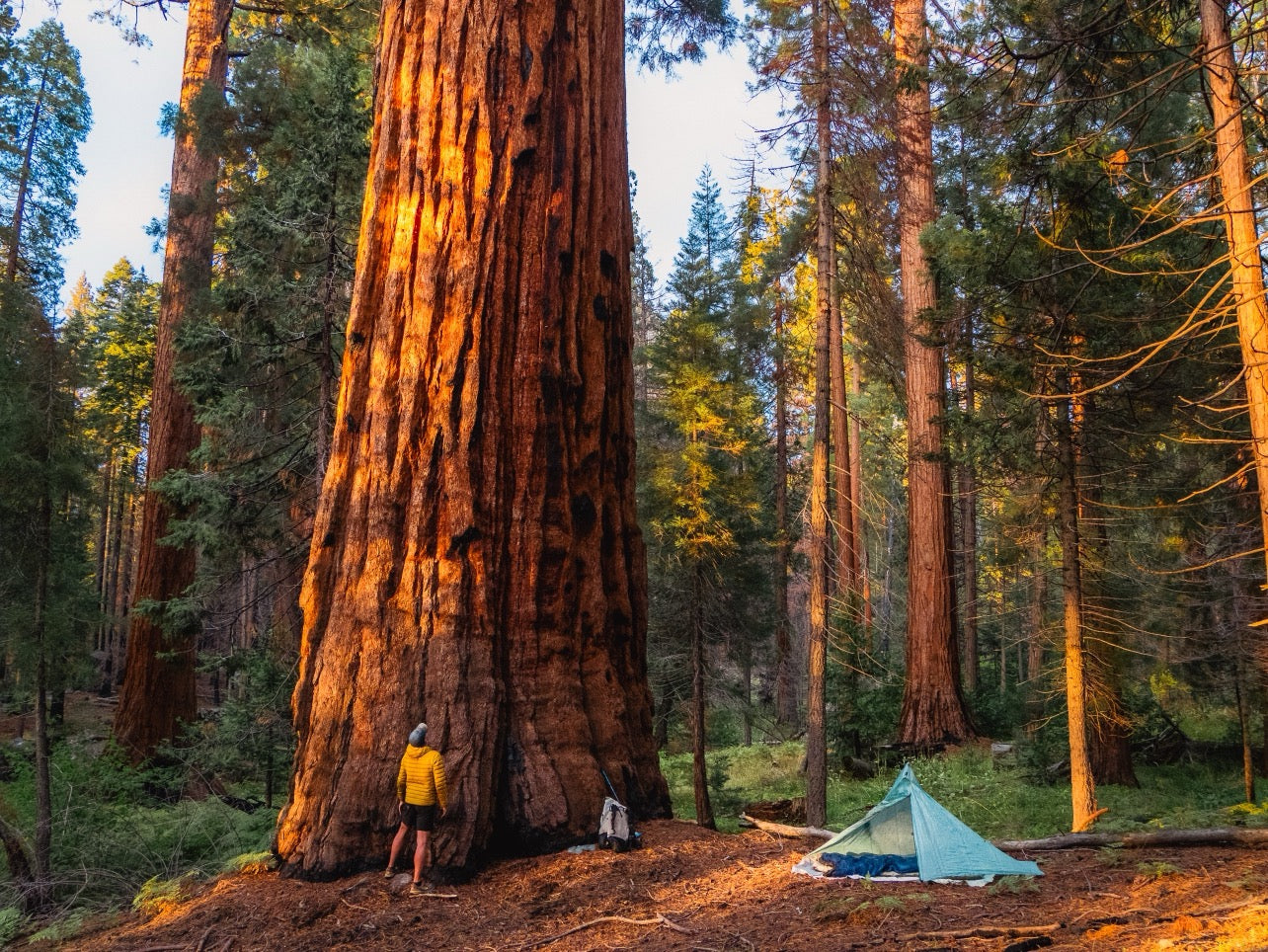 Camping Beneath a Giant