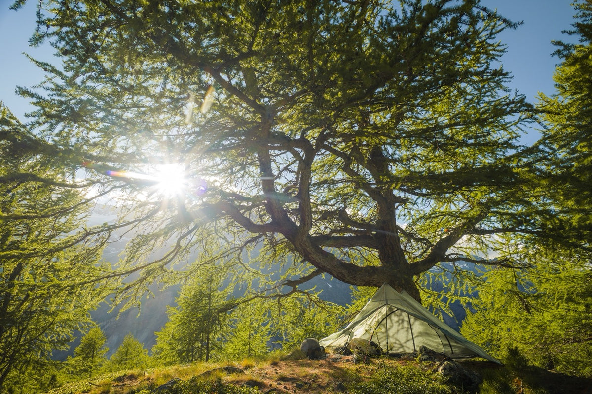 Ancient Larch Tree