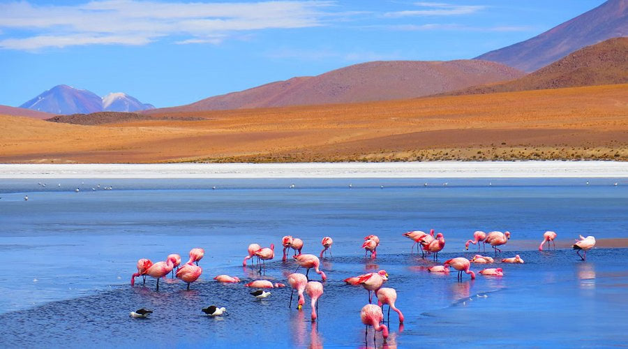 Group Trip 2026 - Bolivia with Harmen Hoek