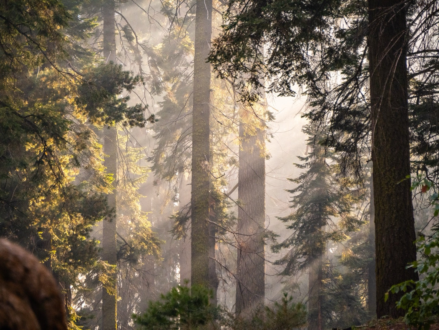 Sierra Forest