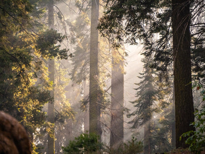 Sierra Forest