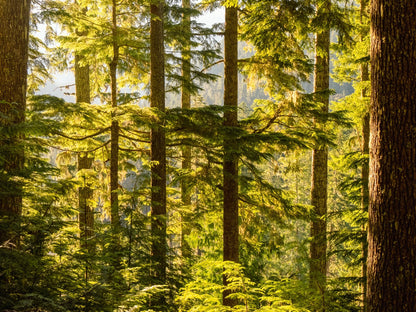 Pacific Northwest Forest