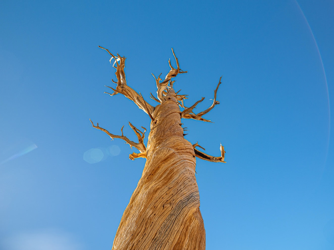 Ancient Foxtail Pine