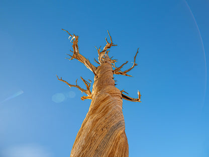 Ancient Foxtail Pine