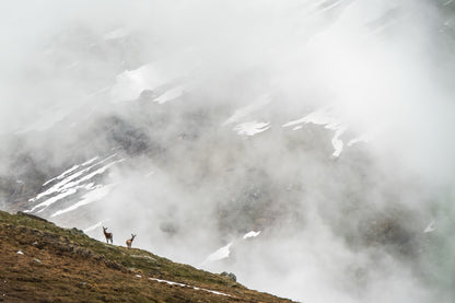 Into the Mist