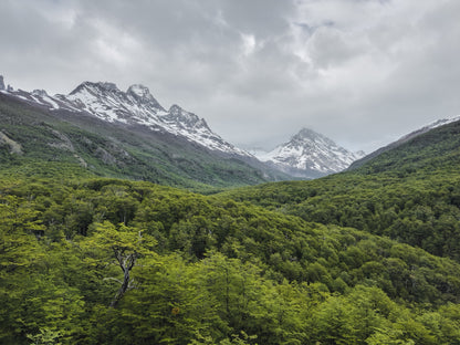 Torres del Paine Forest - Chile