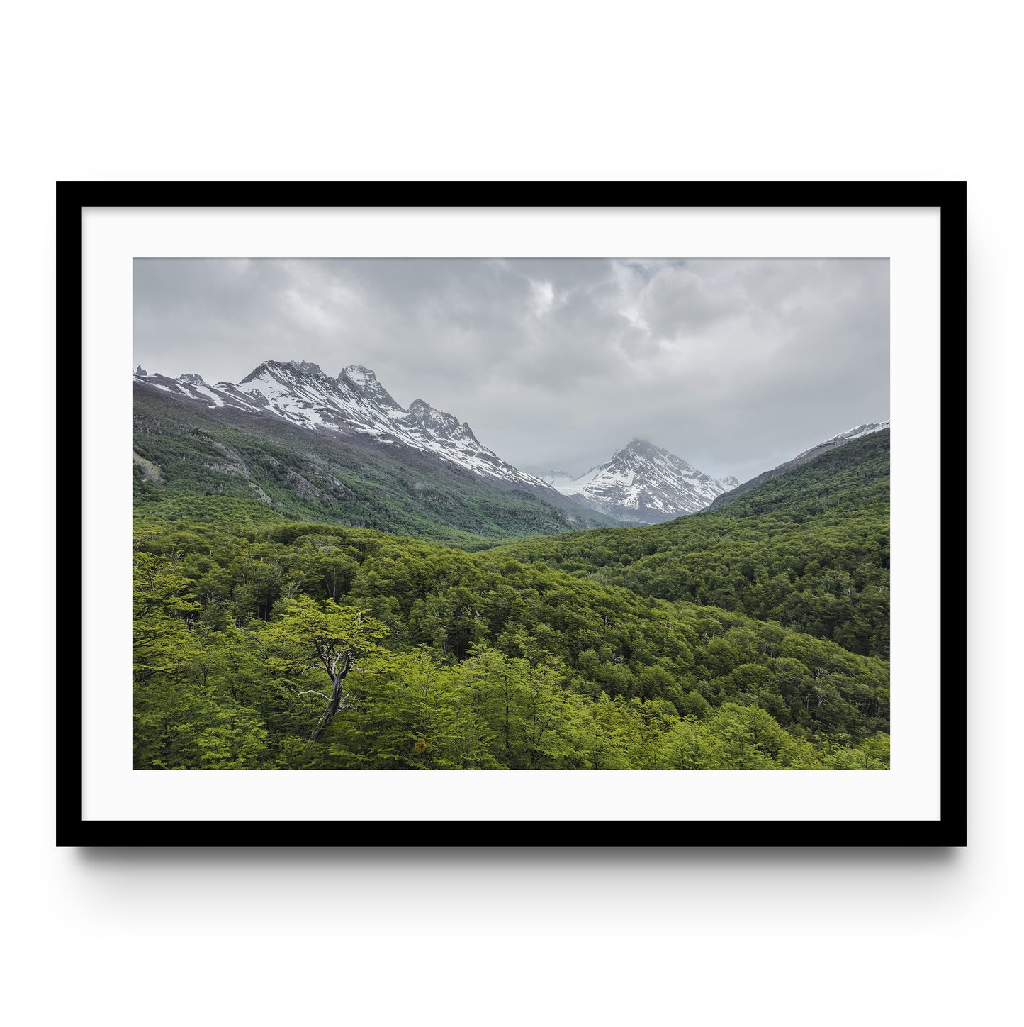 Torres del Paine Forest - Chile