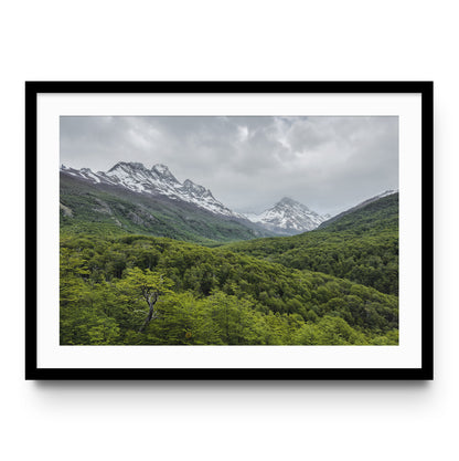 Torres del Paine Forest - Chile