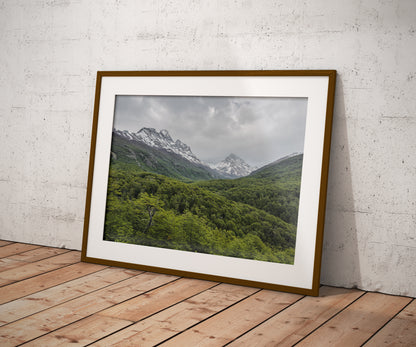Torres del Paine Forest - Chile