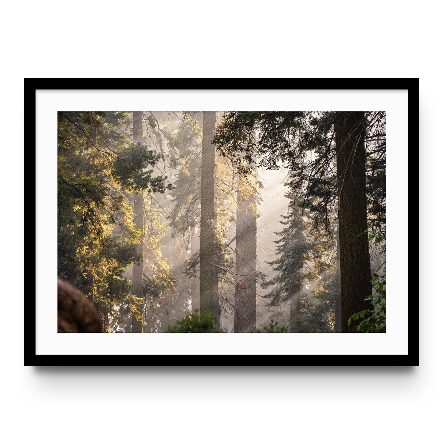 Sierra Forest