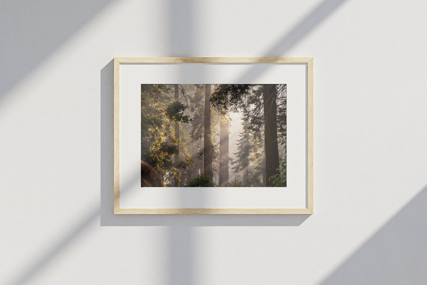 Sierra Forest