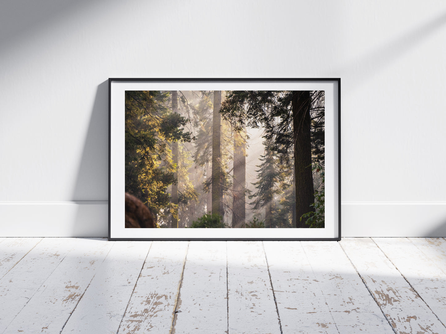 Sierra Forest