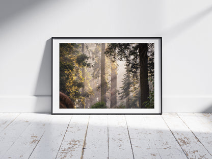 Sierra Forest