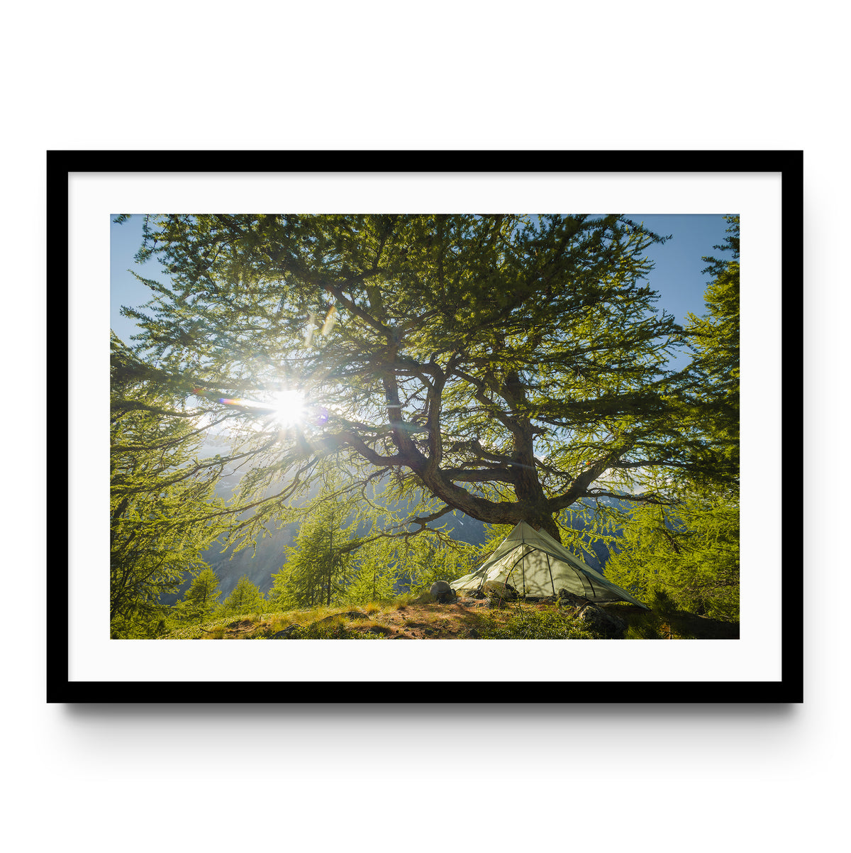 Ancient Larch Tree