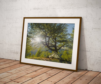 Ancient Larch Tree