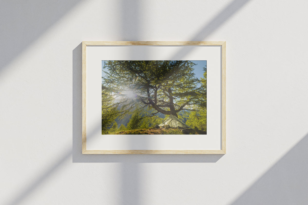 Ancient Larch Tree