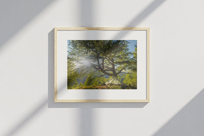 Ancient Larch Tree