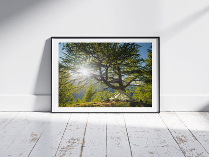 Ancient Larch Tree