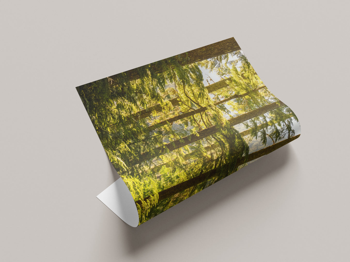 Pacific Northwest Forest