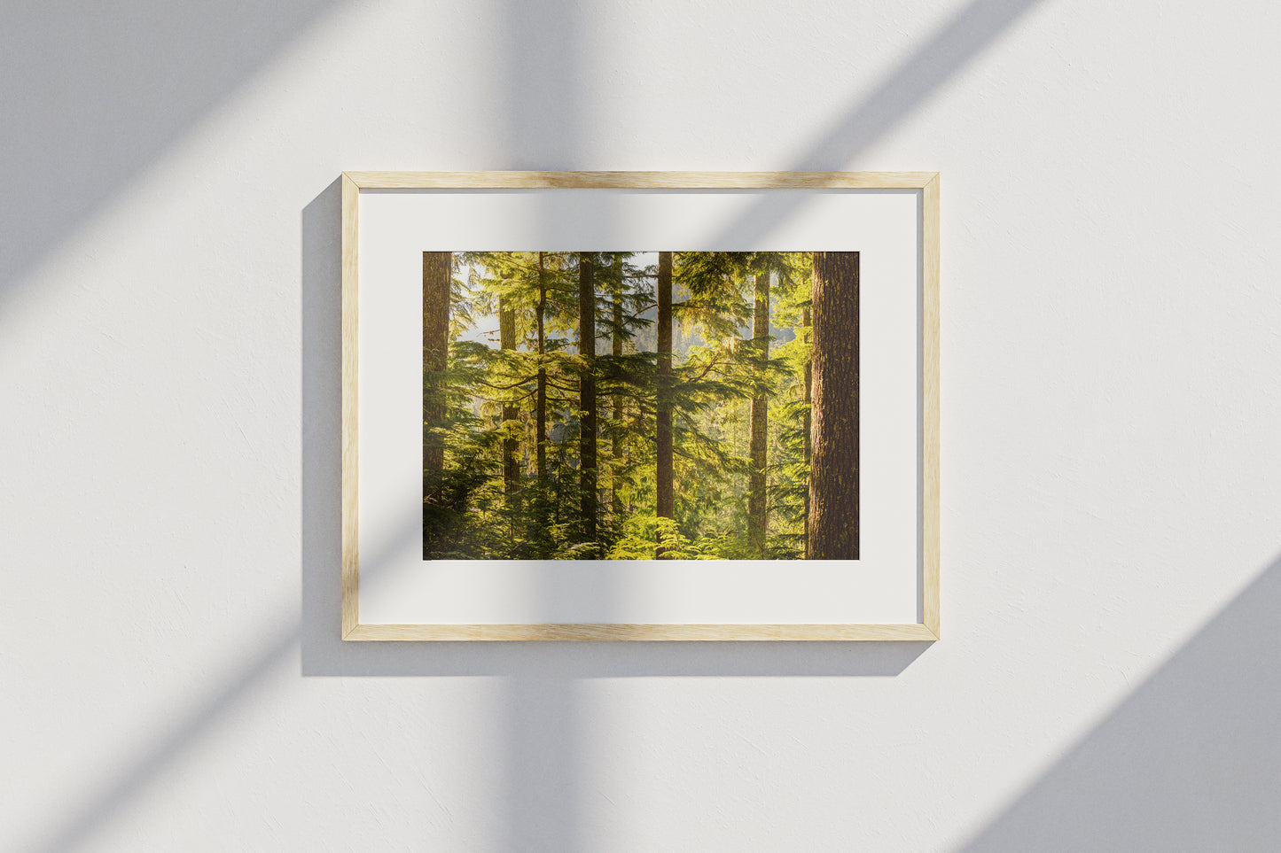 Pacific Northwest Forest