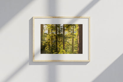 Pacific Northwest Forest