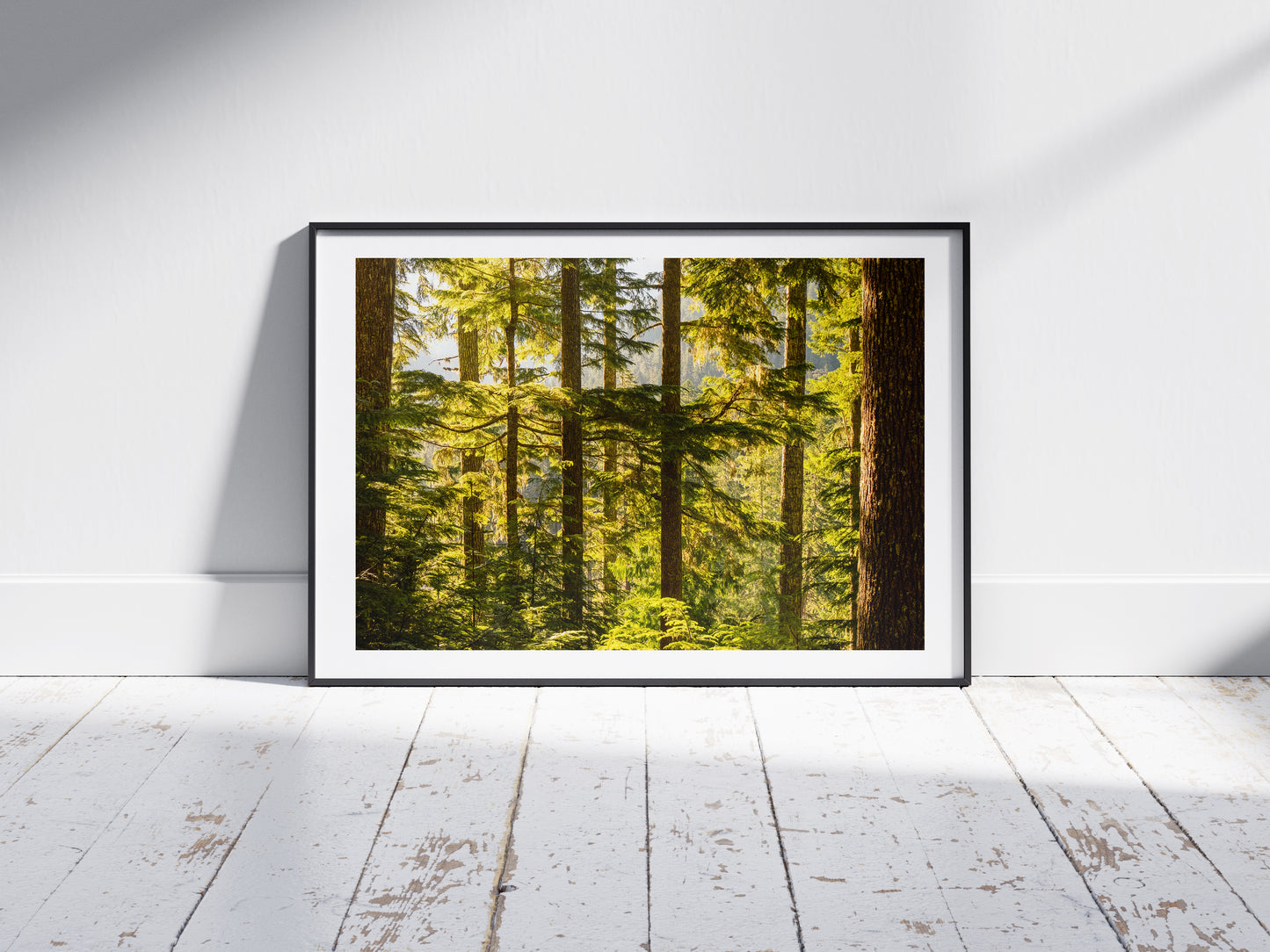 Pacific Northwest Forest