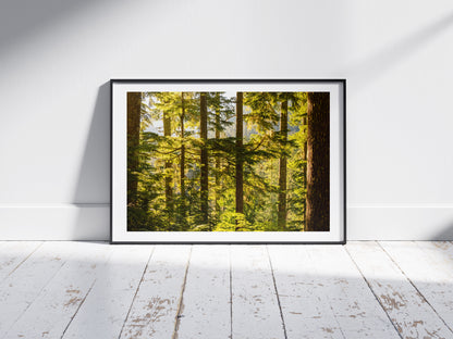 Pacific Northwest Forest