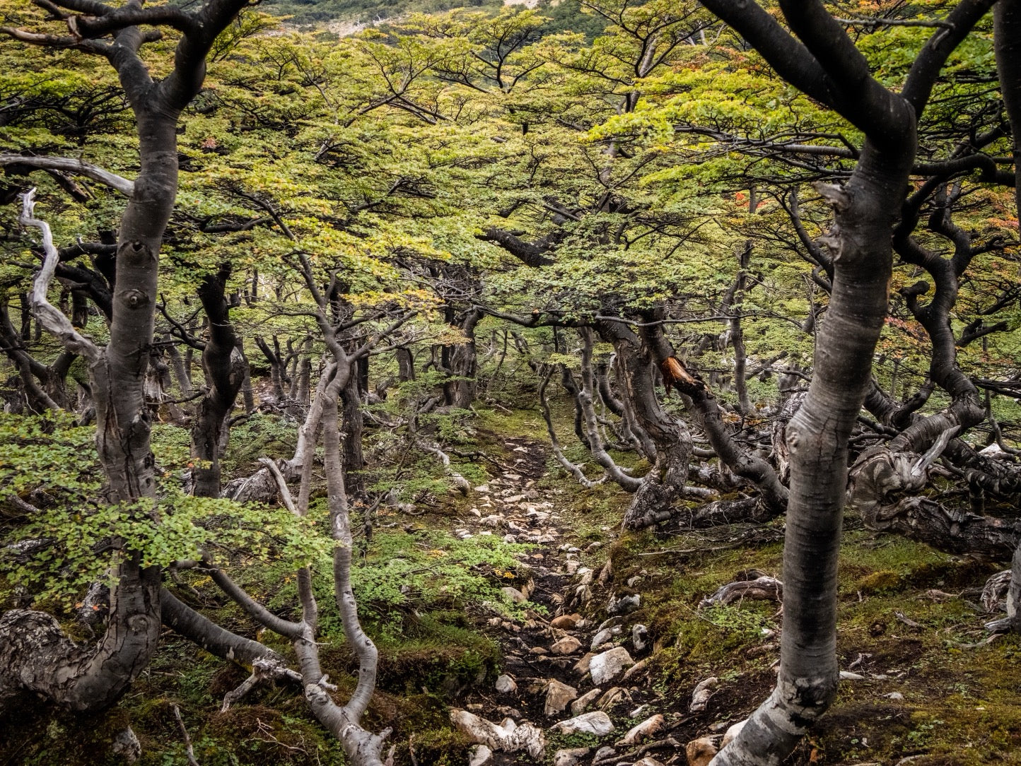 Guide Backpacking the Dientes de Navarino Trek