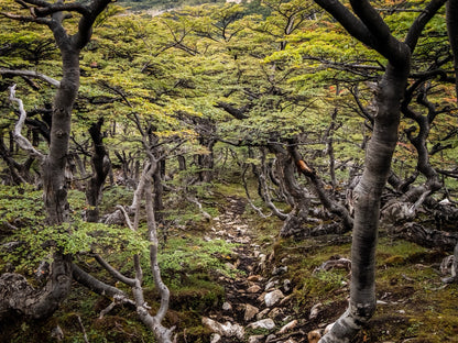 Guide Backpacking the Dientes de Navarino Trek