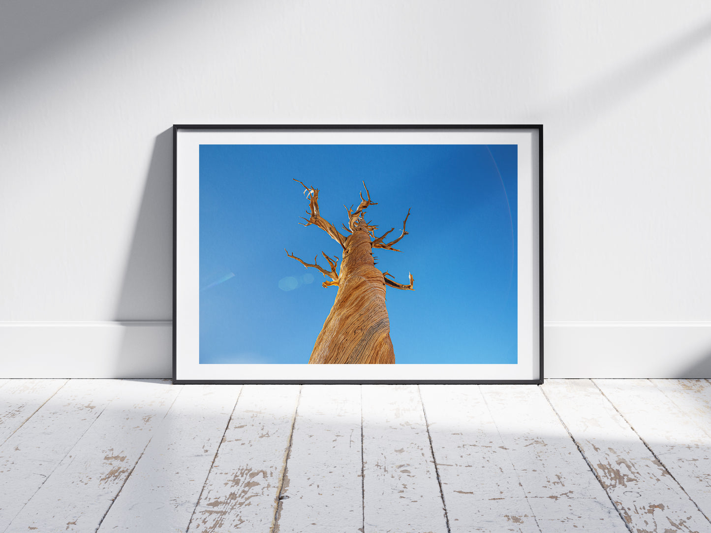 Ancient Foxtail Pine